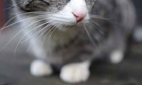 乐鱼体育下载app官网-比利时男篮在欧洲预赛中坚持到底，冲击奥运梦想，比利时男篮厉害吗