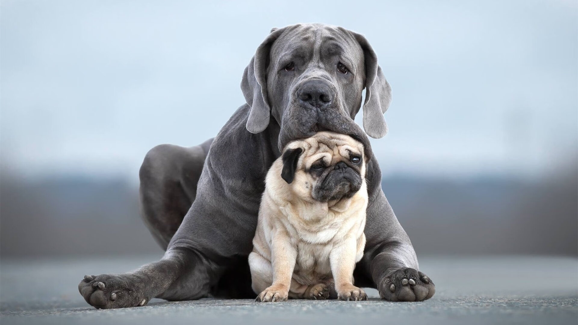 乐鱼体育网址-美洲杯星光璀璨：明星逐梦绿茵场，美洲杯有哪些明星
