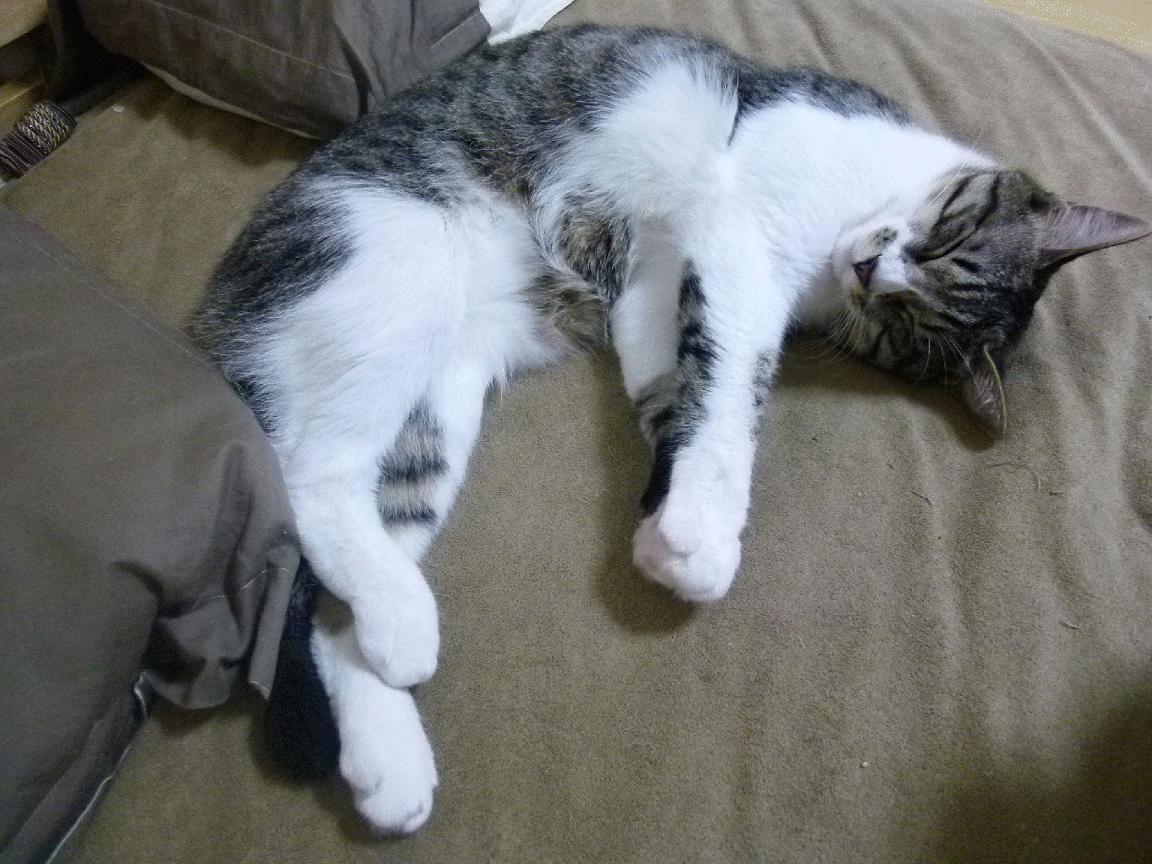 英格兰女子橄榄球队迅速崛起吸引全球关注，英式橄榄球女运动员